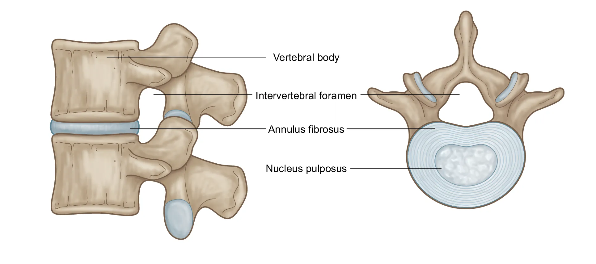 Structure of intervertebral disc and slipped disc